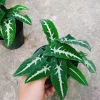 Trầu Bà Nhung - Cây cảnh để bàn giá 35.000 VND, giảm, làm đẹp không gian xanh 4