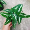 Trầu Bà Nhung - Cây cảnh để bàn giá 35.000 VND, giảm, làm đẹp không gian xanh 5