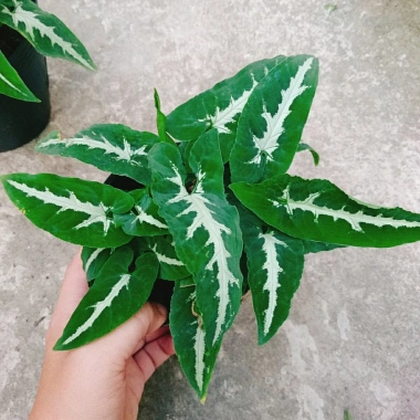 Trầu Bà Nhung - Cây cảnh để bàn giá 35.000 VND, giảm, làm đẹp không gian xanh