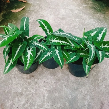 Trầu Bà Nhung - Cây cảnh để bàn giá 35.000 VND, giảm, làm đẹp không gian xanh
