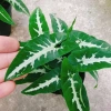 Trầu Bà Nhung - Cây cảnh để bàn giá 35.000 VND, giảm, làm đẹp không gian xanh 7
