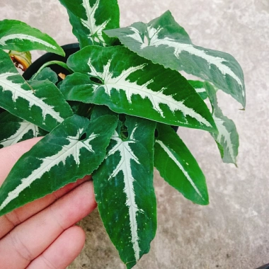 Trầu Bà Nhung - Cây cảnh để bàn giá 35.000 VND, giảm, làm đẹp không gian xanh 8 Trầu Bà Nhung - Cây cảnh để bàn giá 35.000 VND, giảm, làm đẹp không gian xanh 8