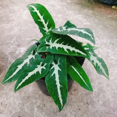 Trầu Bà Nhung - Cây cảnh để bàn giá 35.000 VND, giảm, làm đẹp không gian xanh 9 Trầu Bà Nhung - Cây cảnh để bàn giá 35.000 VND, giảm, làm đẹp không gian xanh 9