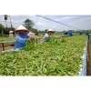 Trinh Nữ Hoàng Cung Khô 100g - Đậu Nành Đậm Đà, Giảm Giá 20% Chỉ 45.000₫