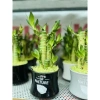Trúc Phú Quý Cỏ May Mắn Để Bàn - Tiệm Cây Xanh Lá - Giá Ưu Đãi 80,000 VND 7