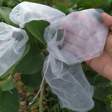 Túi bao ổi 16x18cm lưới mùng - Hàng chính hãng Hoa Mai, giá ưu đãi 75.660 VND 10 Túi bao ổi 16x18cm lưới mùng - Hàng chính hãng Hoa Mai, giá ưu đãi 75.660 VND 10