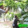 Túi Bọc Bưởi, Ổi, Xoài, Nhãn, Nho – Chống Côn Trùng, Vải Không Dệt, Dây Rút Kẽm 35.000đ 4