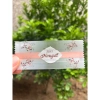 Túi đựng kẹo nougat 9.5x4cm nhiều màu tuilochathanh - Giá chỉ 25.999đ 8