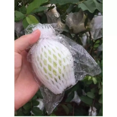 Túi Nilon PE Dẻo 1KG Bọc Trái Cây Ổi Cam Na Thái Lỗ Thoát Hơi Nước 2 Đầu Size 16x22cm 28.000₫ 2 Túi Nilon PE Dẻo 1KG Bọc Trái Cây Ổi Cam Na Thái Lỗ Thoát Hơi Nước 2 Đầu Size 16x22cm 28.000₫ 2