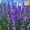 Túi Thơm Hoa Oải Hương Lavender Tân Cương Cao Cấp Không Tạp Chất - Lưu Hương Lâu, Giá Chỉ 22.000₫ 2