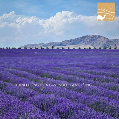 Túi Thơm Hoa Oải Hương Lavender Tân Cương Cao Cấp Không Tạp Chất - Lưu Hương Lâu, Giá Chỉ 22.000₫
