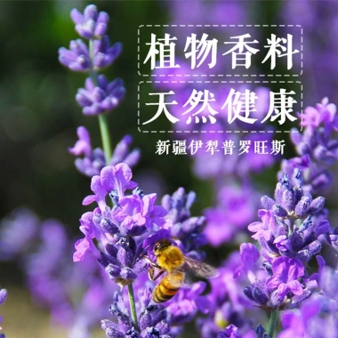 Túi Thơm Oải Hương Khử Mùi Treo Xe Ô Tô và Tủ Quần Áo - Đuổi Muỗi Côn Trùng