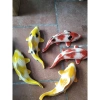 Tượng gốm cá chép phong thủy loại to - Giá ưu đãi 209.000 VNĐ, tài lộc, may mắn 6