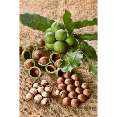 ƯU ĐÃI GIÁ HỜI Hạt Mắc Ca Đắk Lắk Size Đại 2.7-3cm 500gr Sấy Chín Còn Vỏ - 69k