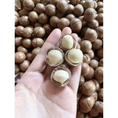 ƯU ĐÃI GIÁ HỜI Hạt Mắc Ca Đắk Lắk Size Đại 2.7-3cm 500gr Sấy Chín Còn Vỏ - 69k 3 ƯU ĐÃI GIÁ HỜI Hạt Mắc Ca Đắk Lắk Size Đại 2.7-3cm 500gr Sấy Chín Còn Vỏ - 69k 3