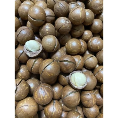 ƯU ĐÃI GIÁ HỜI Hạt Mắc Ca Đắk Lắk Size Đại 2.7-3cm 500gr Sấy Chín Còn Vỏ - 69k 5 ƯU ĐÃI GIÁ HỜI Hạt Mắc Ca Đắk Lắk Size Đại 2.7-3cm 500gr Sấy Chín Còn Vỏ - 69k 5