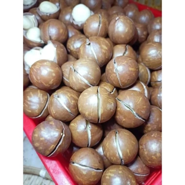 ƯU ĐÃI GIÁ HỜI Hạt Mắc Ca Đắk Lắk Size Đại 2.7-3cm 500gr Sấy Chín Còn Vỏ - 69k 8 ƯU ĐÃI GIÁ HỜI Hạt Mắc Ca Đắk Lắk Size Đại 2.7-3cm 500gr Sấy Chín Còn Vỏ - 69k 8