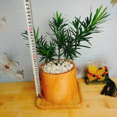 Vạn Niên Tùng - Cây Tùng La Hán 39.000₫, giảm từ 48.750, cây xanh nội thất