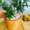 Vạn Niên Tùng - Cây Tùng La Hán 39.000₫, giảm từ 48.750, cây xanh nội thất 4