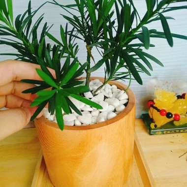 Vạn Niên Tùng - Cây Tùng La Hán 39.000₫, giảm từ 48.750, cây xanh nội thất