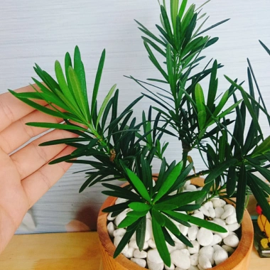 Vạn Niên Tùng - Cây Tùng La Hán 39.000₫, giảm từ 48.750, cây xanh nội thất