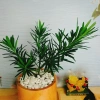 Vạn Niên Tùng - Cây Tùng La Hán 39.000₫, giảm từ 48.750, cây xanh nội thất 7