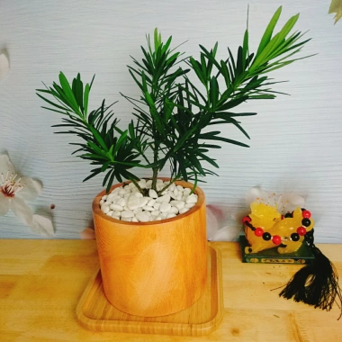 Vạn Niên Tùng - Cây Tùng La Hán 39.000₫, giảm từ 48.750, cây xanh nội thất