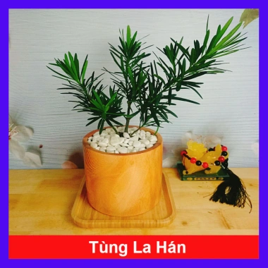 Vạn Niên Tùng - Cây Tùng La Hán 39.000₫, giảm từ 48.750, cây xanh nội thất