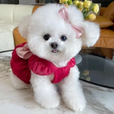 Váy công chúa đỏ cho thú cưng lễ hội bướm, thoáng khí, phù hợp mọi mùa - Giá 381k