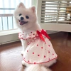 Váy thú cưng cotton thoáng khí họa tiết trái tim cho Ragdoll & Pomeranian - Dạo phố mùa hè 10