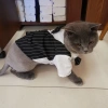 Vest Thú Cưng Dáng Tây Sọc và Nơ Bướm Thoáng Khí Quanh Năm Cho Mèo và Chó Nhỏ - Hoàn Hảo Tiệc Cưới và Party 2