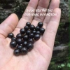 Viên Hà Thủ Ô Mật Ong Rừng 500g - Hỗ Trợ Bạc Tóc, Rụng Tóc, Thiếu Máu, Mất Ngủ - Dược Liệu Tây Bắc Giá 120k 5