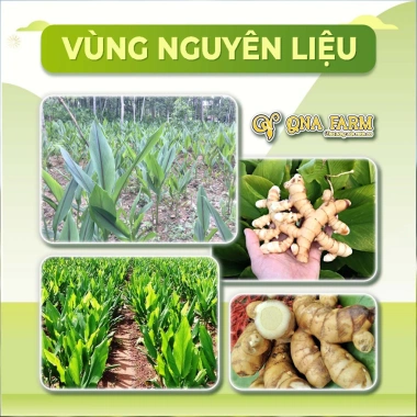 Viên Nghệ Trắng Tẩm Mật Ong QNA Farm - Nghệ Rừng 100% Tự Nhiên, Giàu Curcumin, Hũ 150gr - Giảm còn 140.000 VND