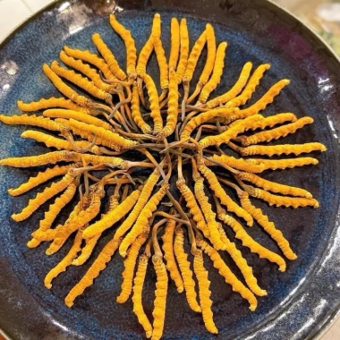 Viên uống Đông Trùng Hạ Thảo Warnke Cordyceps 500mg 120 viên - 650k, tăng đề kháng
