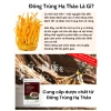 Viên Uống Tăng Cường Đề Kháng Miễn Dịch Đông Trùng Hạ Thảo Seedcoms Nhật Bản Giá Ưu Đãi 181.900₫ 3