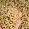 Vỏ Trấu Khô 1kg - Lót Chuồng Gà Con, Rutin Trấu, Đệm Ổ Gà Đẻ, Giá chỉ 13.124₫