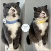 Vòng cổ chó mèo len bông hoa dễ thương HELLOPET - Đan thủ công 23.000đ 3