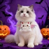 Vòng cổ Halloween thú cưng Nhện Dơi Bí ngô điều chỉnh, dễ thương cho mèo, chó - phụ kiện tiệc chụp ảnh 2