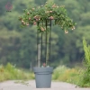 Vườn Trellis Dù Tháp Cây Hỗ Trợ DIY cho Cây Leo, Chậu Hoa - 375.980₫
