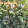 Xạ đen Hoà Bình - Đèn LED siêu sáng, tiết kiệm năng lượng, chỉ 98.400đ khuyến mãi 2