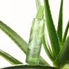 Xịt khoáng lô hội ARUMORE Aloe Vera Mist 200ml – Dưỡng ẩm, làm dịu da, chỉ 168k 3