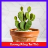 Xương Rồng Tai Thỏ - Cây Cảnh Mini Giá Rẻ 15.000₫, Thích Hợp Trang Trí Nội Thất