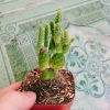 Xương Rồng Tai Thỏ - Cây Cảnh Mini Giá Rẻ 15.000₫, Thích Hợp Trang Trí Nội Thất 2