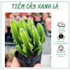 Xương Rồng Thanh Sơn - Cây cảnh chịu khô, giá 30.000 VND giảm từ 37.800 VND 2