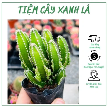Xương Rồng Thanh Sơn - Cây cảnh chịu khô, giá 30.000 VND giảm từ 37.800 VND 2 Xương Rồng Thanh Sơn - Cây cảnh chịu khô, giá 30.000 VND giảm từ 37.800 VND 2
