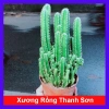 Xương Rồng Thanh Sơn - Cây Cảnh Mini Giá 45.000đ, Trang Trí Nhà & Văn Phòng
