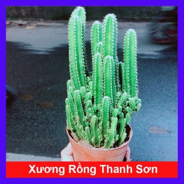 Xương Rồng Thanh Sơn - Cây Cảnh Mini Giá 45.000đ, Trang Trí Nhà & Văn Phòng Xương Rồng Thanh Sơn - Cây Cảnh Mini Giá 45.000đ, Trang Trí Nhà & Văn Phòng