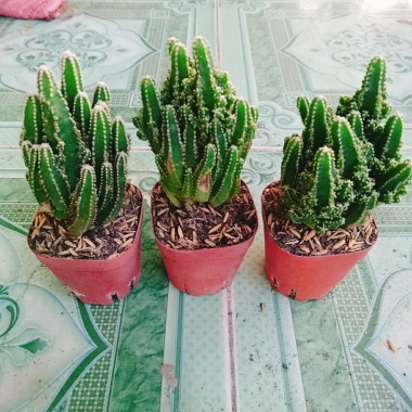 Xương Rồng Thanh Sơn - Cây Cảnh Mini Giá 45.000đ, Trang Trí Nhà & Văn Phòng 9 Xương Rồng Thanh Sơn - Cây Cảnh Mini Giá 45.000đ, Trang Trí Nhà & Văn Phòng 9