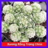 Xương Rồng Trứng Chim - Cây Cảnh Mini Giá 18.000đ, Siêu Nhỏ, Dễ Trồng, Khuyến Mãi