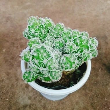 Xương Rồng Trứng Chim - Cây Cảnh Mini Giá 18.000đ, Siêu Nhỏ, Dễ Trồng, Khuyến Mãi 2 Xương Rồng Trứng Chim - Cây Cảnh Mini Giá 18.000đ, Siêu Nhỏ, Dễ Trồng, Khuyến Mãi 2